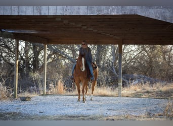 American Quarter Horse, Castrone, 6 Anni, 152 cm, Sauro ciliegia