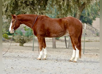 American Quarter Horse, Castrone, 6 Anni, 152 cm, Sauro scuro