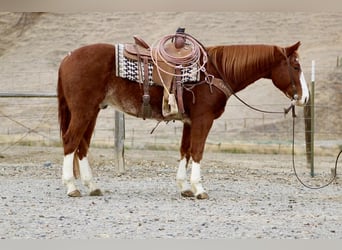 American Quarter Horse, Castrone, 6 Anni, 152 cm, Sauro scuro