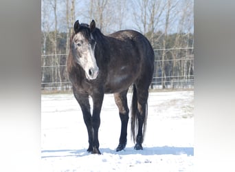 American Quarter Horse, Castrone, 6 Anni, 154 cm, Grigio ferro