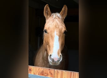 American Quarter Horse, Castrone, 6 Anni, 154 cm, Palomino