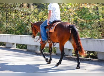 American Quarter Horse, Castrone, 6 Anni, 155 cm, Baio ciliegia