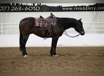 American Quarter Horse, Castrone, 6 Anni, 155 cm, Baio ciliegia