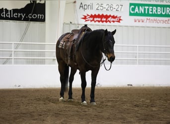 American Quarter Horse, Castrone, 6 Anni, 155 cm, Baio ciliegia