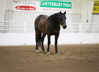 American Quarter Horse, Castrone, 6 Anni, 155 cm, Baio ciliegia