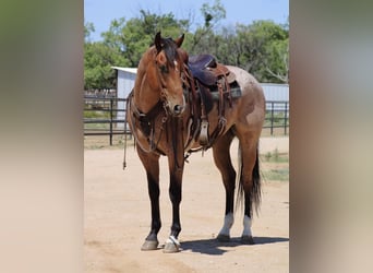 American Quarter Horse, Castrone, 6 Anni, 155 cm, Baio roano