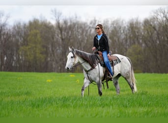 American Quarter Horse, Castrone, 6 Anni, 155 cm, Grigio