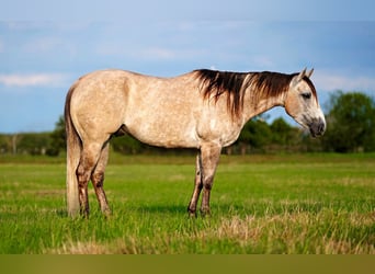 American Quarter Horse, Castrone, 6 Anni, 155 cm, Grigio