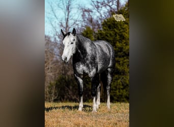 American Quarter Horse, Castrone, 6 Anni, 155 cm, Grigio