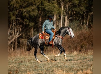 American Quarter Horse, Castrone, 6 Anni, 155 cm, Grigio