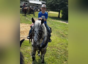American Quarter Horse, Castrone, 6 Anni, 155 cm, Leopard