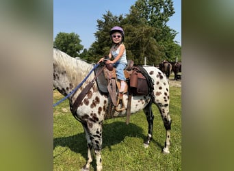 American Quarter Horse, Castrone, 6 Anni, 155 cm, Leopard
