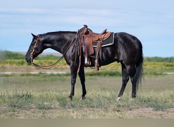 American Quarter Horse, Castrone, 6 Anni, 155 cm, Morello