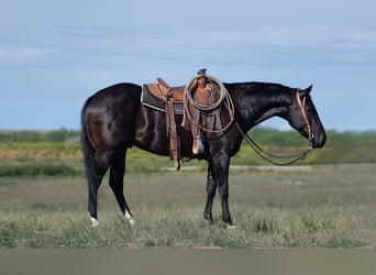 American Quarter Horse, Castrone, 6 Anni, 155 cm, Morello