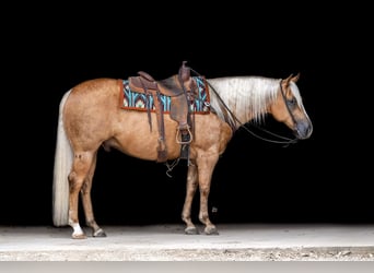 American Quarter Horse, Castrone, 6 Anni, 155 cm, Palomino