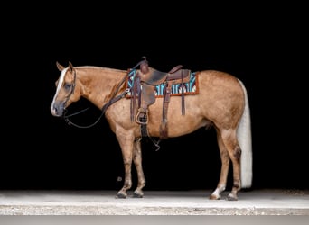 American Quarter Horse, Castrone, 6 Anni, 155 cm, Palomino