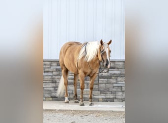 American Quarter Horse, Castrone, 6 Anni, 155 cm, Palomino