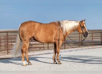 American Quarter Horse, Castrone, 6 Anni, 155 cm, Palomino