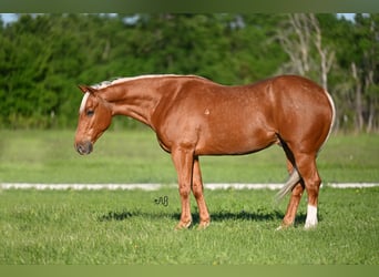 American Quarter Horse, Castrone, 6 Anni, 155 cm, Palomino