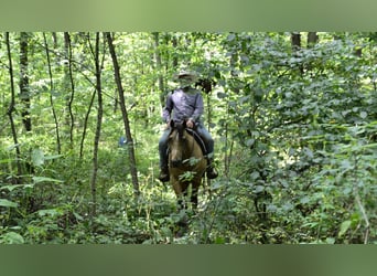 American Quarter Horse, Castrone, 6 Anni, 155 cm, Pelle di daino