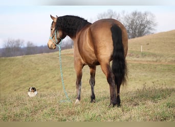 American Quarter Horse Mix, Castrone, 6 Anni, 155 cm, Pelle di daino