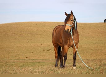 American Quarter Horse Mix, Castrone, 6 Anni, 155 cm, Pelle di daino