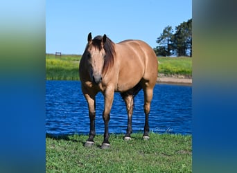 American Quarter Horse, Castrone, 6 Anni, 155 cm, Pelle di daino