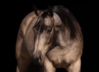 American Quarter Horse, Castrone, 6 Anni, 155 cm, Pelle di daino