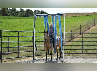American Quarter Horse, Castrone, 6 Anni, 155 cm, Pelle di daino