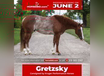 American Quarter Horse, Castrone, 6 Anni, 155 cm, Rabicano