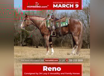 American Quarter Horse, Castrone, 6 Anni, 155 cm, Roano rosso