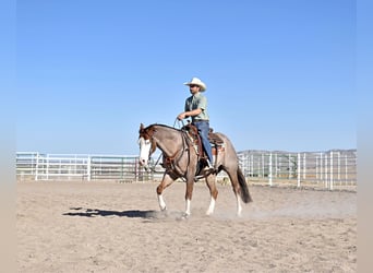 American Quarter Horse, Castrone, 6 Anni, 155 cm, Roano rosso