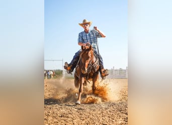 American Quarter Horse, Castrone, 6 Anni, 155 cm, Sauro ciliegia