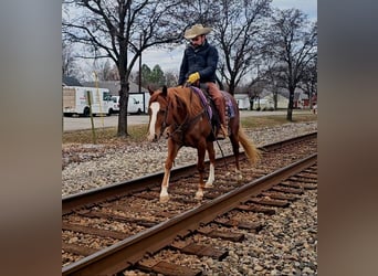 American Quarter Horse, Castrone, 6 Anni, 155 cm, Sauro ciliegia