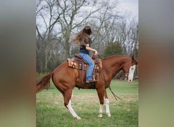 American Quarter Horse, Castrone, 6 Anni, 155 cm, Sauro scuro