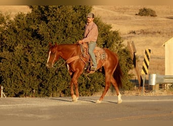 American Quarter Horse, Castrone, 6 Anni, 155 cm, Sauro scuro