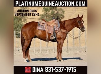 American Quarter Horse, Castrone, 6 Anni, 155 cm, Sauro scuro