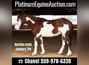 American Quarter Horse, Castrone, 6 Anni, 155 cm, Tobiano-tutti i colori