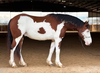 American Quarter Horse, Castrone, 6 Anni, 155 cm, Tobiano-tutti i colori