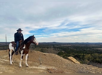American Quarter Horse, Castrone, 6 Anni, 155 cm, Tobiano-tutti i colori