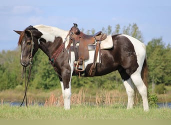 American Quarter Horse, Castrone, 6 Anni, 155 cm, Tobiano-tutti i colori