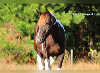 American Quarter Horse, Castrone, 6 Anni, 155 cm, Tobiano-tutti i colori