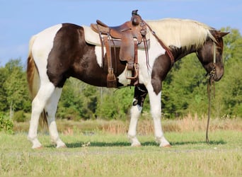 American Quarter Horse, Castrone, 6 Anni, 155 cm, Tobiano-tutti i colori