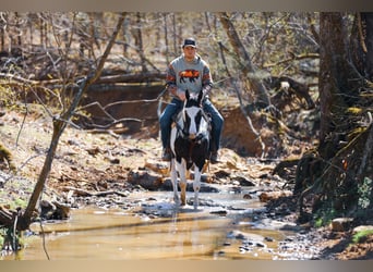 American Quarter Horse, Castrone, 6 Anni, 155 cm, Tobiano-tutti i colori