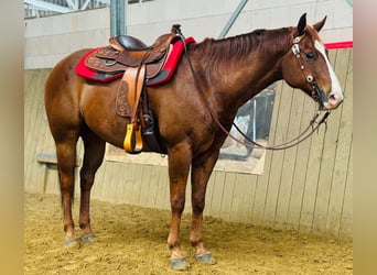 American Quarter Horse, Castrone, 6 Anni, 156 cm, Sauro