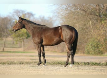 American Quarter Horse Mix, Castrone, 6 Anni, 157 cm, Baio ciliegia