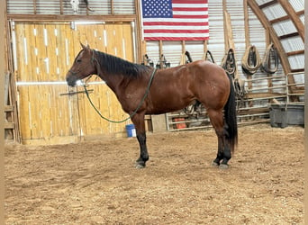 American Quarter Horse, Castrone, 6 Anni, 157 cm, Baio ciliegia