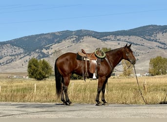 American Quarter Horse, Castrone, 6 Anni, 157 cm, Baio ciliegia