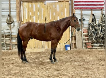 American Quarter Horse, Castrone, 6 Anni, 157 cm, Baio ciliegia