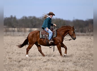 American Quarter Horse, Castrone, 6 Anni, 157 cm, Baio roano